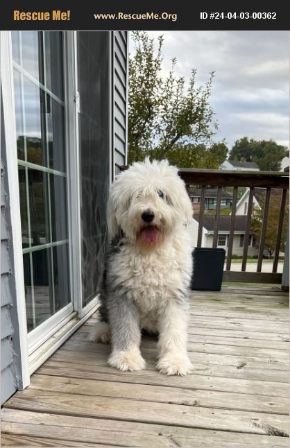 ADOPT 24040300362 ~ Old English Sheepdog Rescue ~ Washington, PA