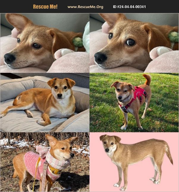 ADOPT 24040400341 Jindo Rescue Suffolk County, MA