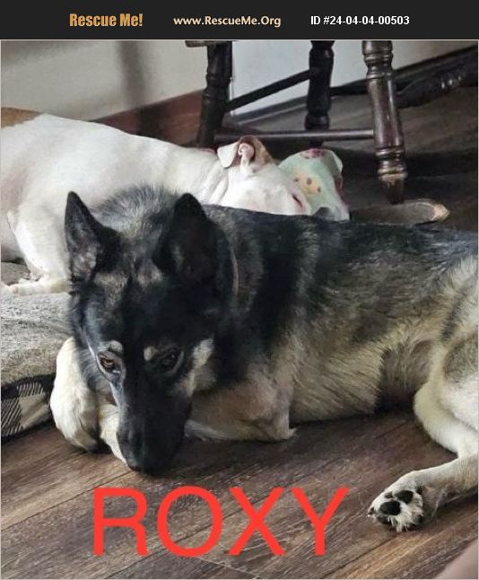 ADOPT 24040400503 German Shepherd Rescue Spring Hill, FL