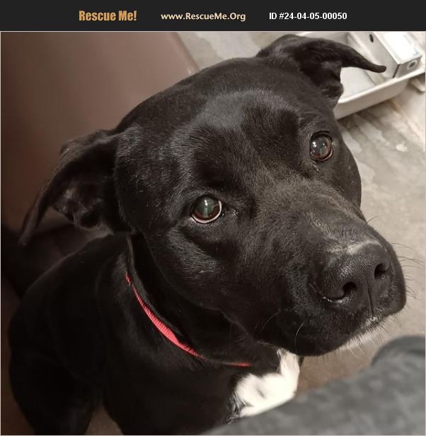 ADOPT 24040500050 Lab Rescue Casa Grande, AZ