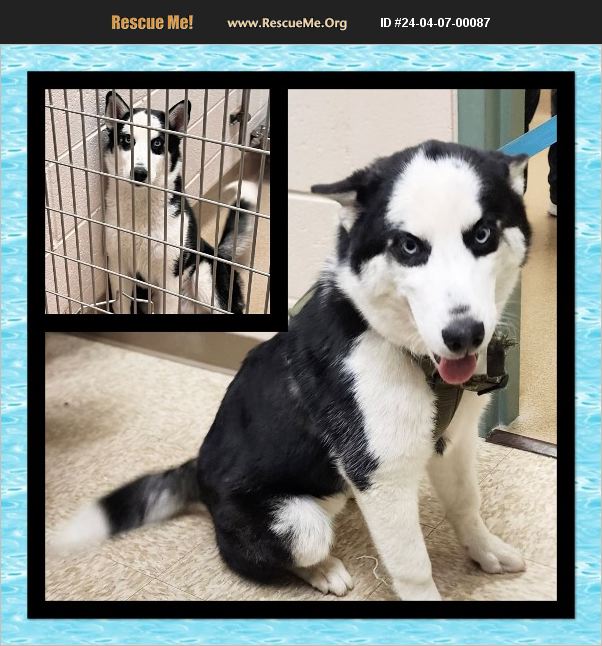 ADOPT 24040700087 ~ Siberian Husky Rescue ~ Auburn, WA