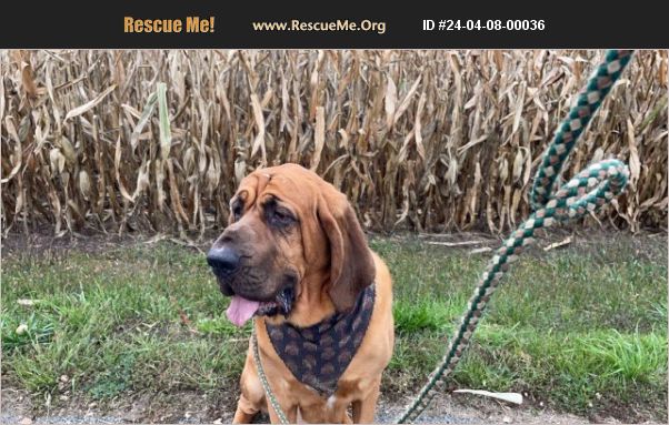 Adopt 24040800036 ~ Bloodhound Rescue ~ Osceola, In