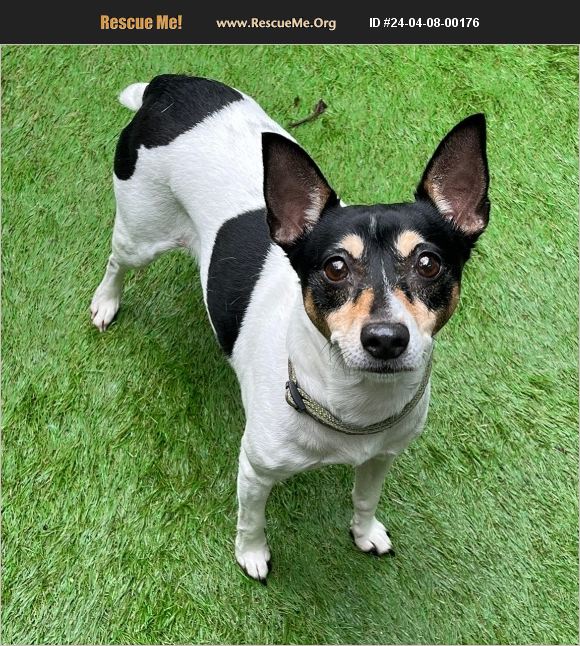 ADOPT 24040800176 Rat Terrier Rescue Davie, FL