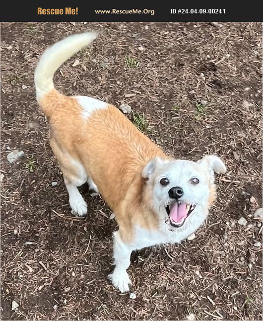 Adopt 24040900241 ~ Fox Terrier Rescue ~ Thompson Falls, Mt