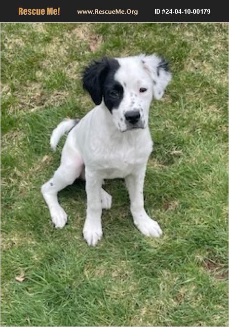 Adopt 24041000179 ~ Border Collie Rescue ~ Bethel, Ct