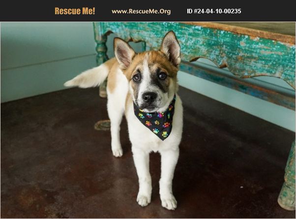 ADOPT 24041000235 ~ Akita Rescue ~ San Antonio, TX