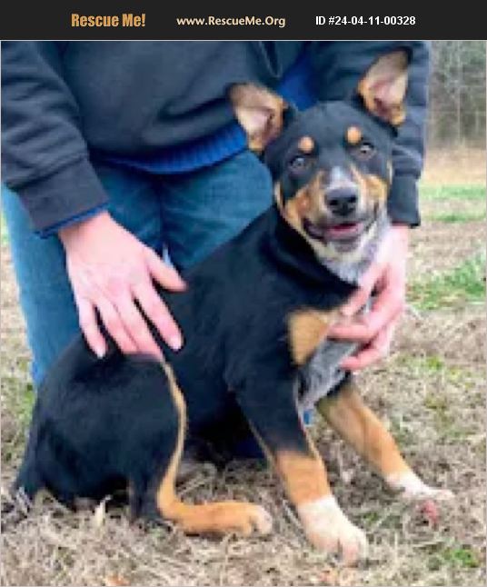 Adopt 24041100328 ~ Australian Cattle Dog Rescue ~ , Fl