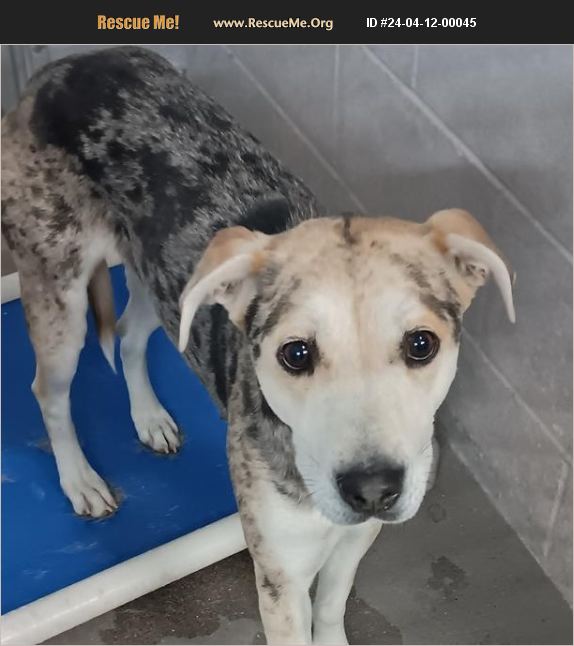 ADOPT 24041200045 Catahoula Rescue Casa Grande, AZ