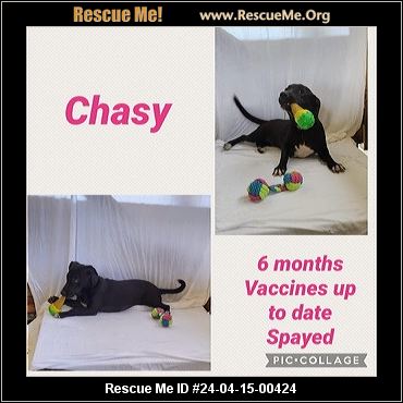 VIRGINIA DACHSHUND RESCUE visual data 4
