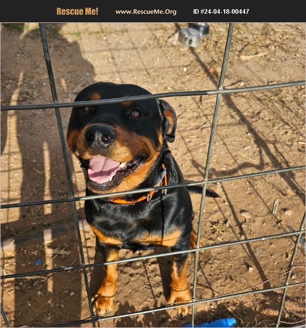 Adopt 24041800447 ~ Rottweiler Rescue ~ Tipton, Ok