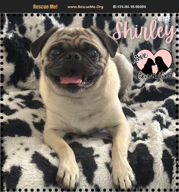 ADOPT 24041800494 Pug Rescue Gilbert, AZ