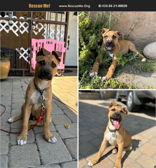 ADOPT 24042100020 Black Mouth Cur Rescue Fontana, CA