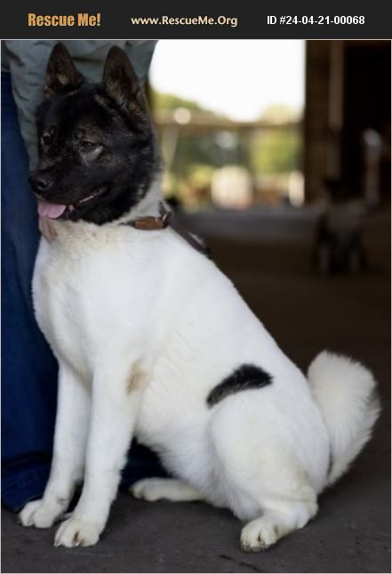 ADOPT 24042100068 ~ Akita Rescue ~ Texas