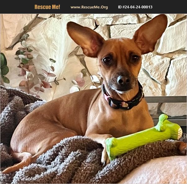 ADOPT 24042400013 Italian Greyhound Rescue Seattle, WA