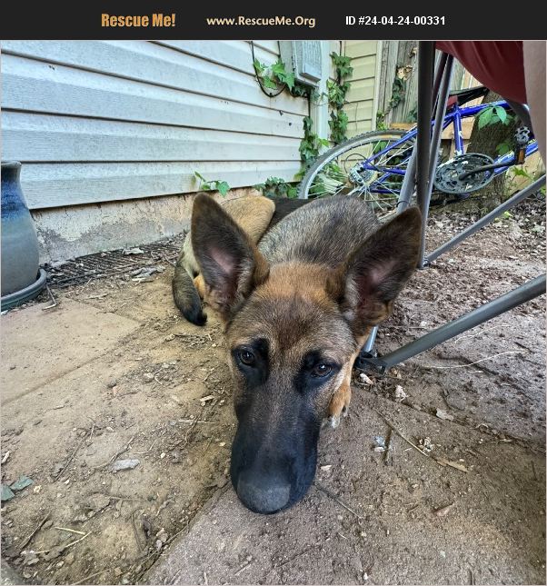 ADOPT 24042400331 German Shepherd Rescue Birmingham, AL