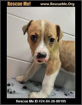 - Ohio Dog Rescue - ADOPTIONS - Rescue Me!