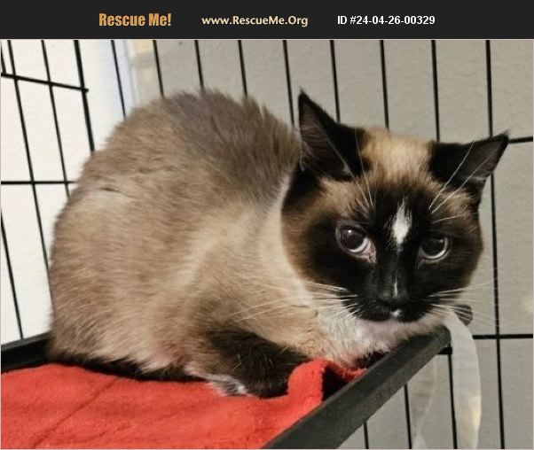 ADOPT 24042600329 Snowshoe Rescue Thompson Falls, MT