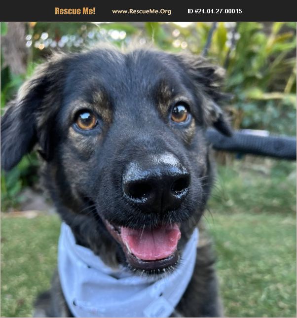 ADOPT 24042700015 German Shepherd Rescue San Jose, CA