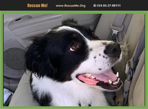 Adopt 24042700111 ~ Bernese Mountain Dog Rescue ~ Texas