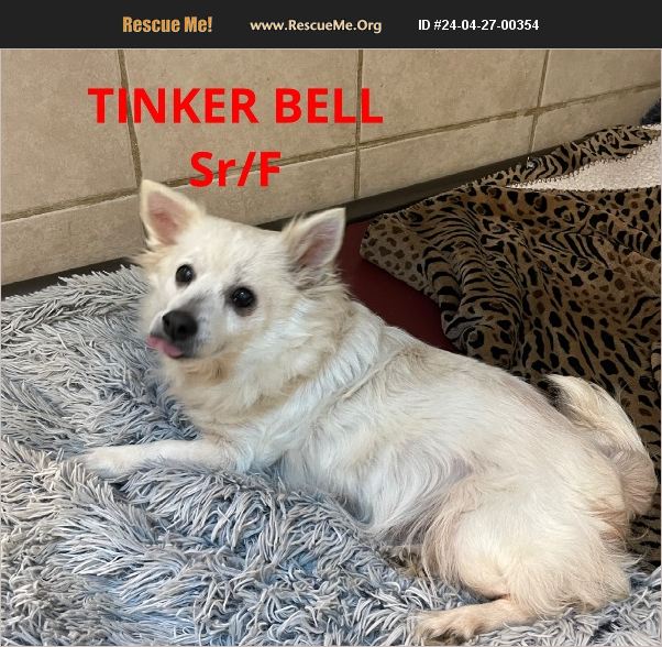 ADOPT 24042700354 Pomeranian Rescue Spring Hill, FL