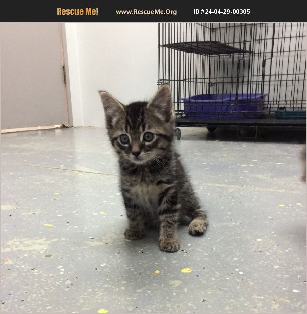 ADOPT 24042900305 Domestic Cat Rescue Lebanon, MO