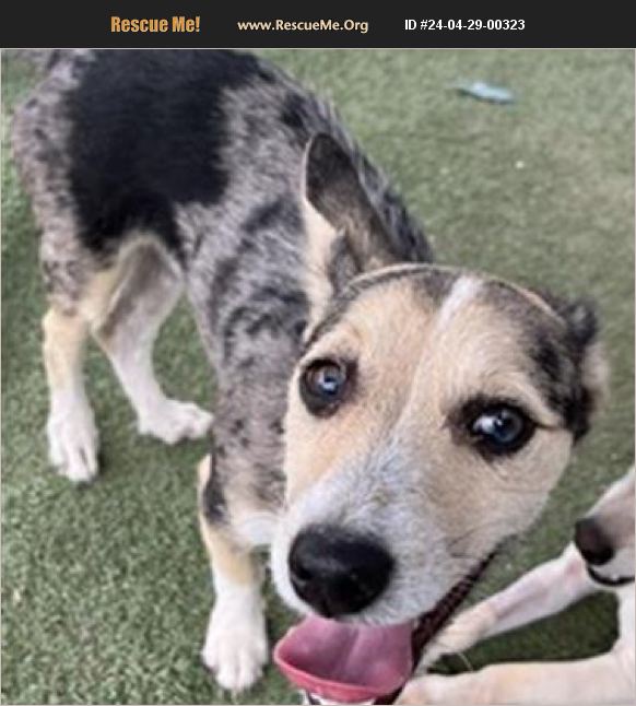 ADOPT 24042900323 Rescue Casa Grande, AZ