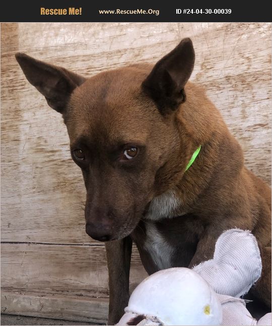 Adopt 24043000039 ~ Australian Cattle Dog Rescue ~ Pacific Palisades, Ca