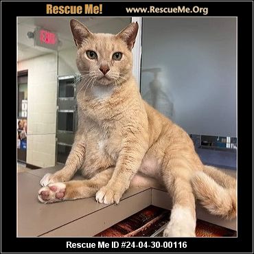 - New York Cat Rescue - ADOPTIONS - Rescue Me!