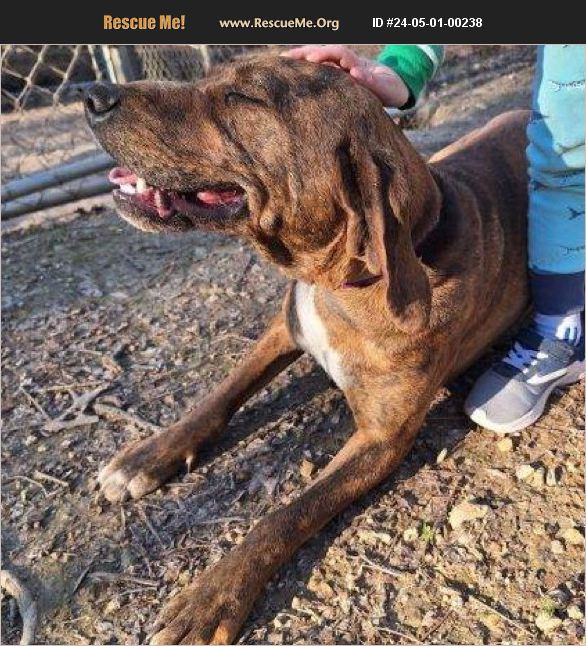 Adopt 24050100238 ~ Treeing Walker Coonhound Rescue ~ Dalton, Ga