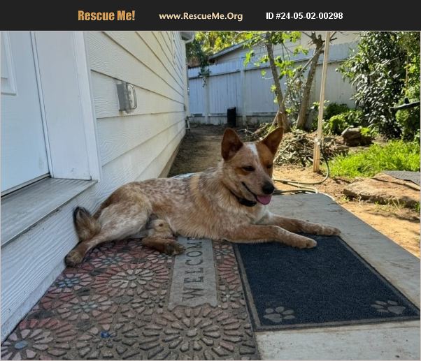ADOPT 24050200298 Australian Cattle Dog Rescue Paso Robles, CA
