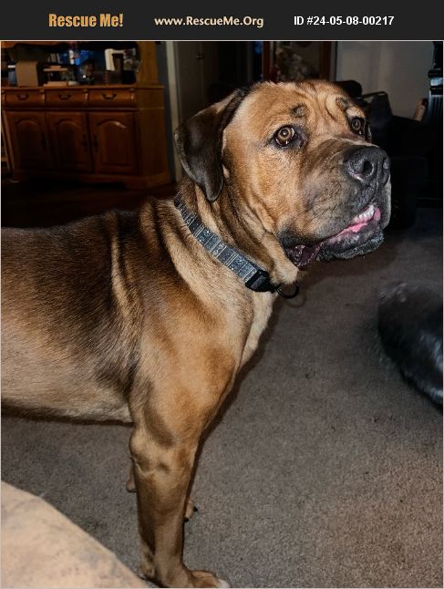 Adopt 24050800217 Bullmastiff Rescue Boise Id