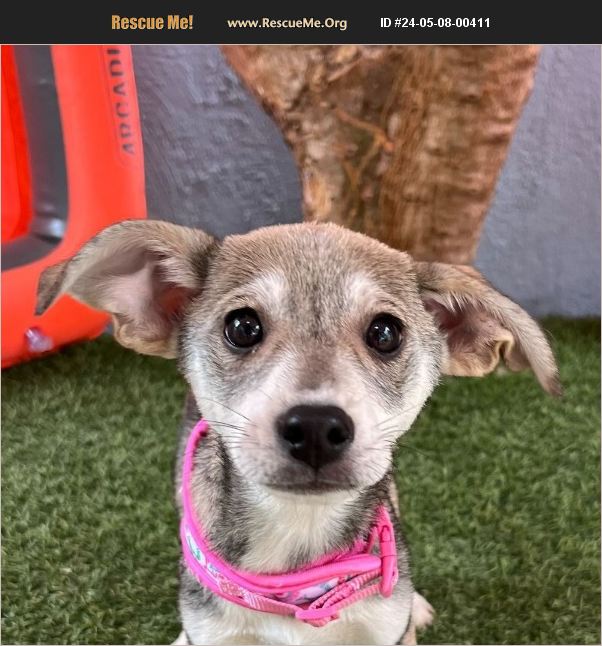 ADOPT 24050800411 Italian Greyhound Rescue Carlsbad CA