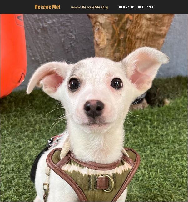 ADOPT 24050800414 Italian Greyhound Rescue Carlsbad CA