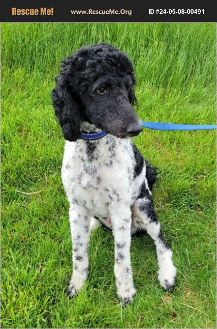 ADOPT 24050800491 ~ Poodle Rescue ~ Lisbon, IA