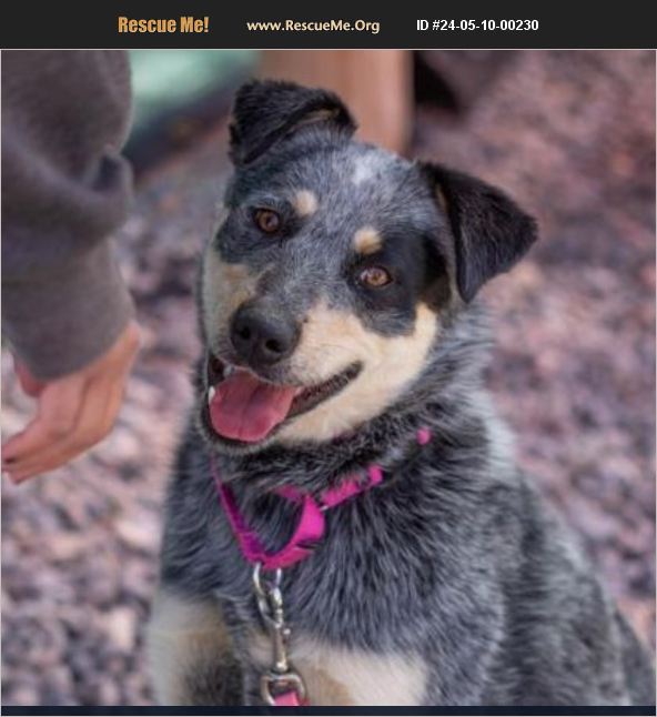 ADOPT 24051000230 Australian Cattle Dog Rescue Colorado Springs, CO