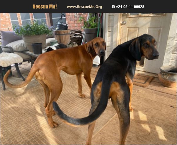 ADOPT 24051100028 Black And Tan Coonhound Rescue Justin TX