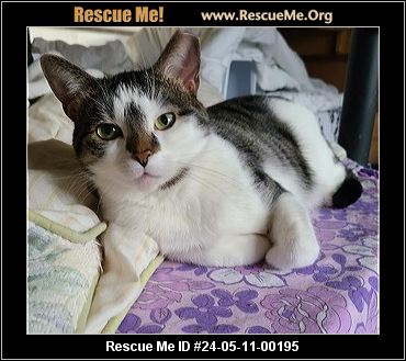 CAT RESCUE CAMBRIDGE OHIO visual data 6