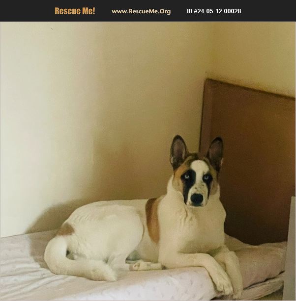 ADOPT 24051200028 Akita Rescue Las Vegas, NV