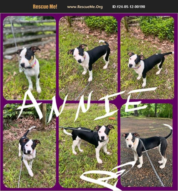 ADOPT 24051200190 Beagle Rescue Jackson, TN