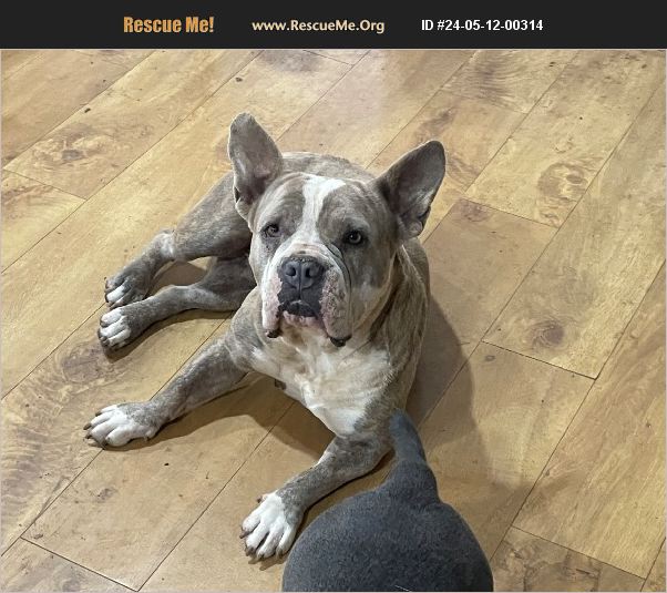 ADOPT 24051200314 American Bulldog Rescue lubbock, TX