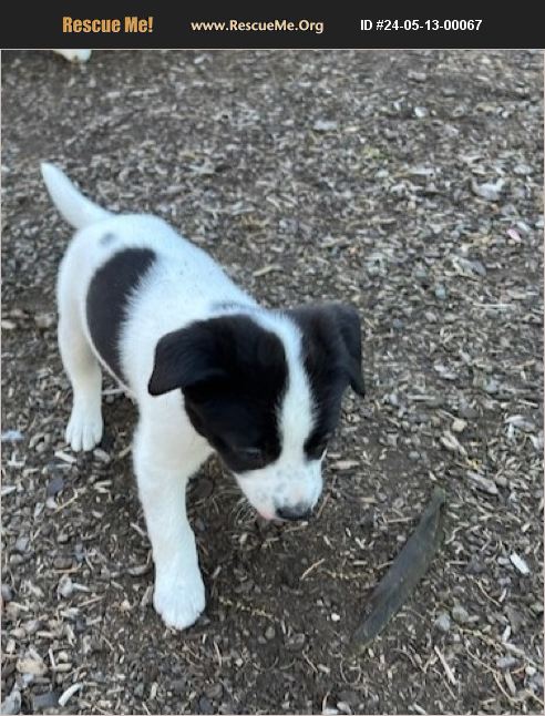 adopt-24051300067-border-collie-rescue-oregon