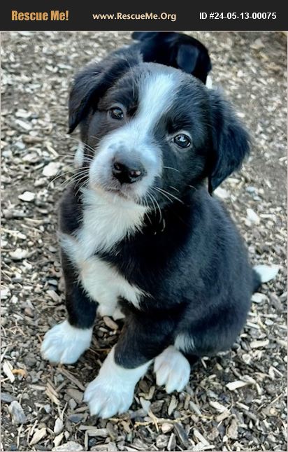 ADOPT 24051300075 Border Collie Rescue Oregon adopt-24051300075-border-collie-rescue-oregon