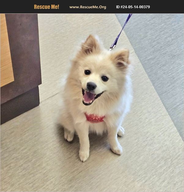 ADOPT 24051400379 Pomeranian Rescue Lebanon, PA