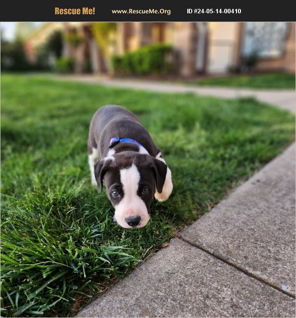 ADOPT 24051400410 American Bulldog Rescue Murfreesboro, TN