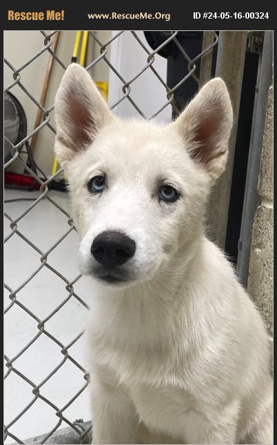 Adopt Siberian Husky Rescue Heathsville Va