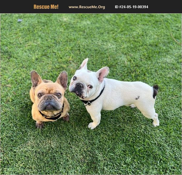 ADOPT 24051900394 French Bulldog Rescue Los Angeles, CA
