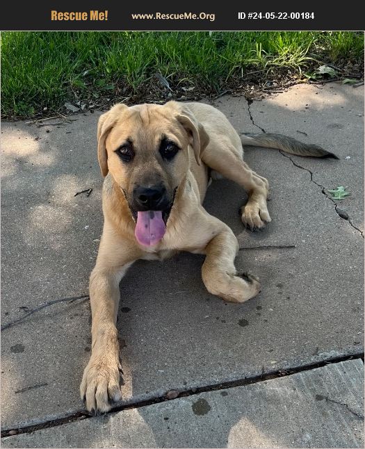 ADOPT 24052200184 Black Mouth Cur Rescue Lubbock, TX