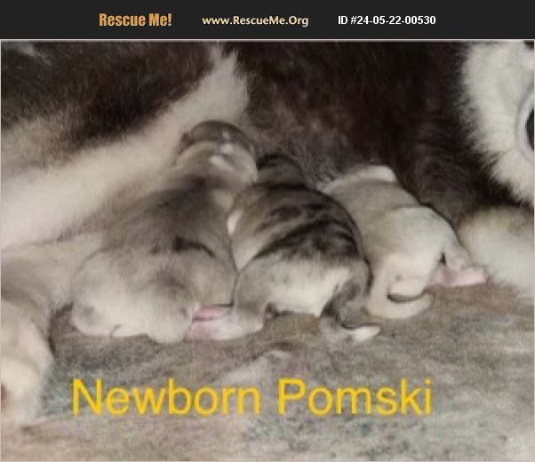 ADOPT 24052200530 Pomeranian Rescue Spring Hill, FL