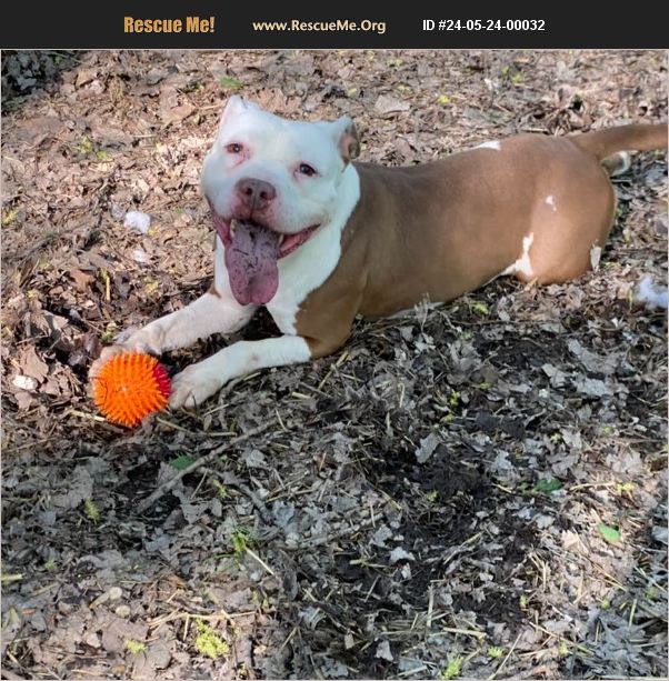 ADOPT 24052400032 Pit Bull Rescue Chicago, IL