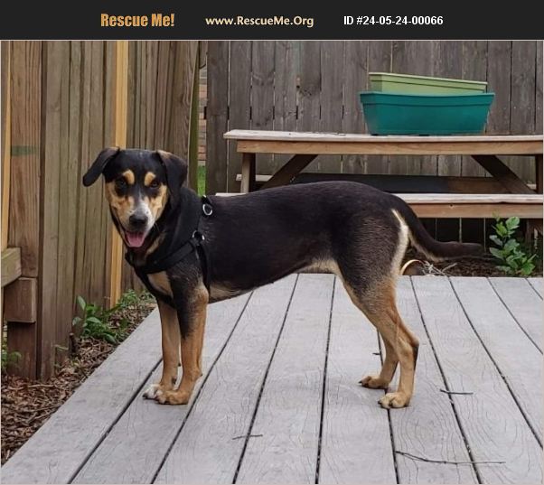 adopt-24052400066-american-staffordshire-terrier-rescue-sugar-land-tx